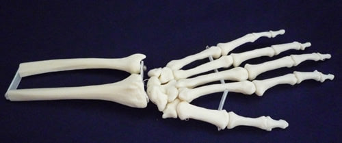 Wrist Joint Movable