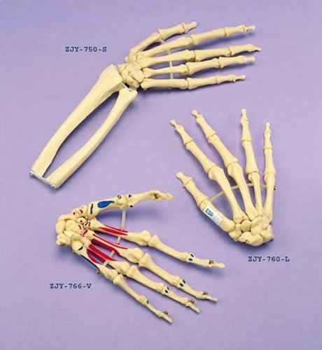 Hand Loosely Articulated On Elastic
