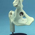 Hip Joint Ligamented