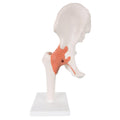 Hip Joint Flexible