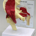 Muscled Hip - Budget Model