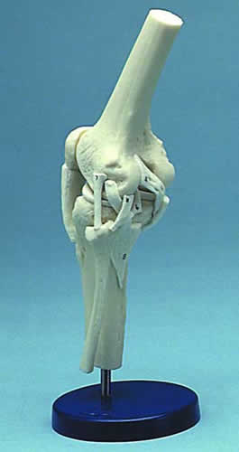 Knee Joint Ligamented