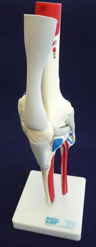 Knee Joint Painted Ligamented