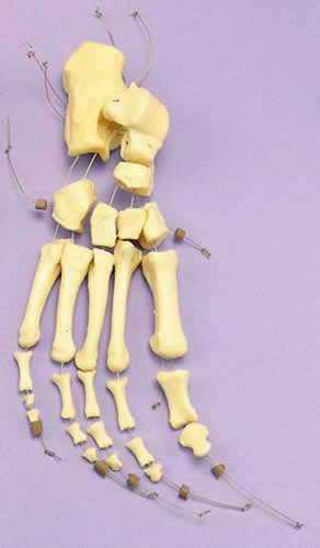Foot Loosely Articulated On Elastic