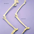 Leg & Half Pelvis Articulated On Nylon