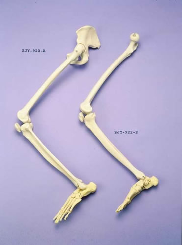 Leg & Half Pelvis Articulated On Nylon