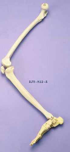 Leg Articulated