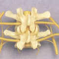Two Vertebrae With Nerves