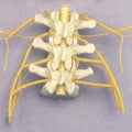 Three Vertebrae With Nerves