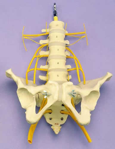 Lumbar Vertebrae & Pelvis