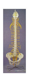Rigid Spine, Medical with Nerves and Pelvis