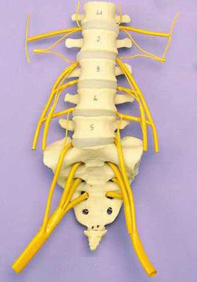 Lumbar Vertebrae