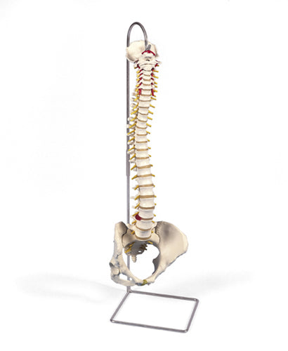 Vertebral Column Flexible