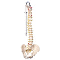 Vertebral Column, Basic