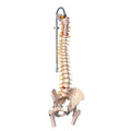 Vertebral Column + Femur Ends