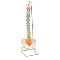 Vertebral Column, Standard, Colour Coded, With Femur Heads
