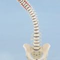 Vertebral Column with Removable Pelvis