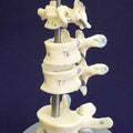 Comparative Vertebrae Set