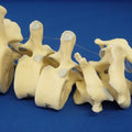 Comparative Vertebrae Set on Nylon