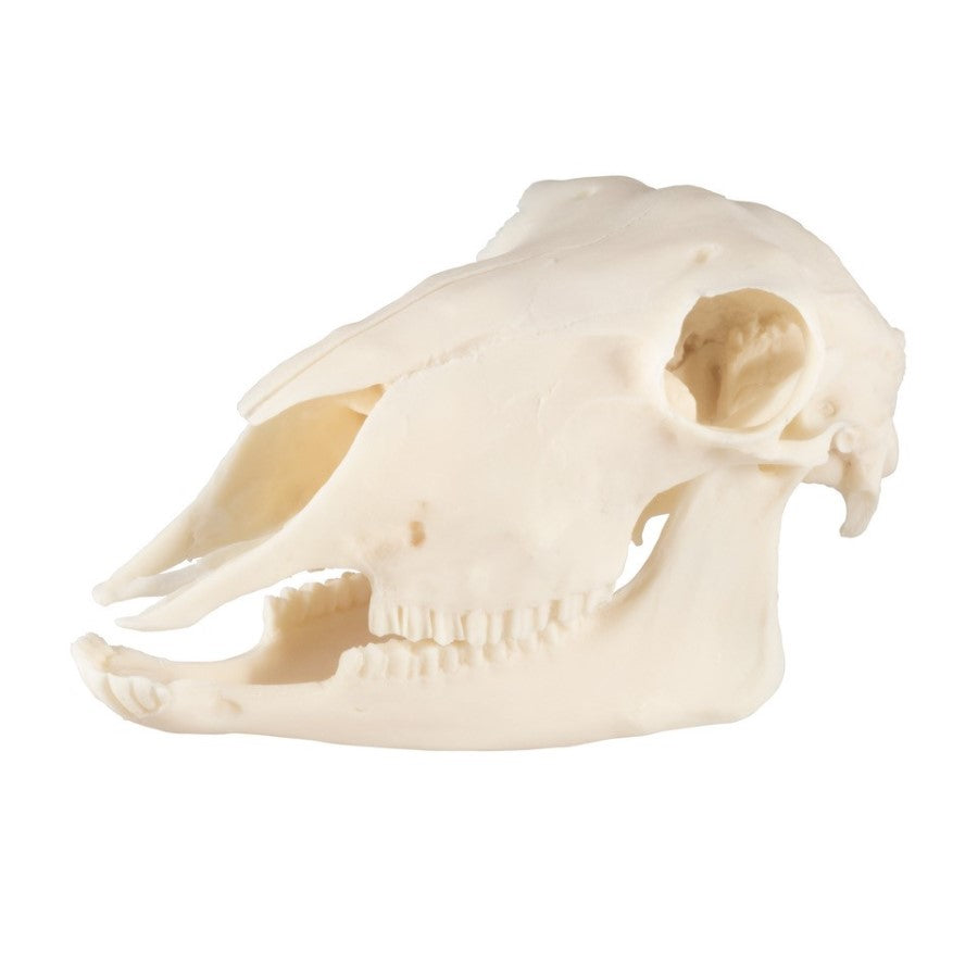 Sheep Skull, Plastic