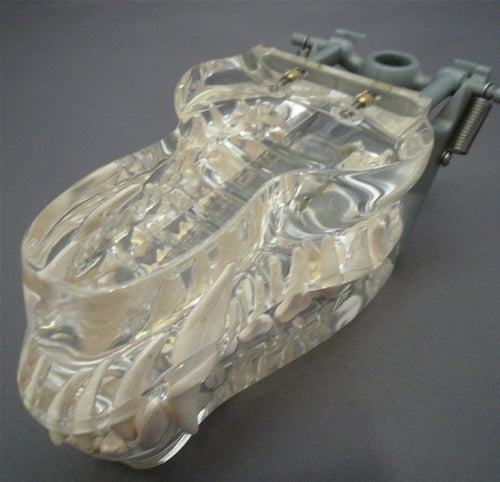 Transparent Canine Jaw, Life-Size