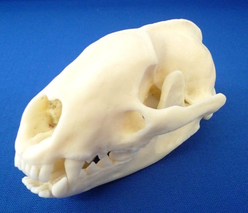 Badger Skull