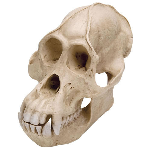 Orang Utan Skull, Plastic