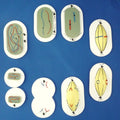 Mitosis, Unmounted