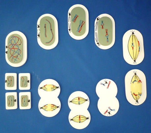 Meiosis, Unmounted
