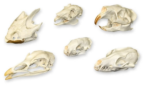 Comparative Skull Set