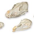 Predator & Prey Skull Set
