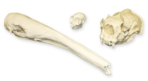 Animal Adaptation Skull Kit - Mammals