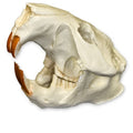 American Beaver Skull