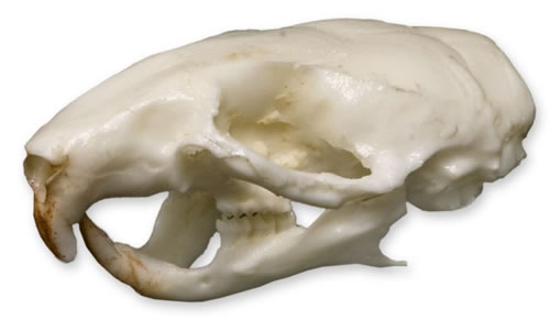 Mouse Skull