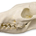 Red Fox Skull