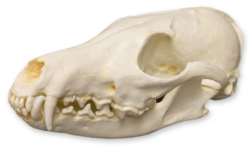 Red Fox Skull