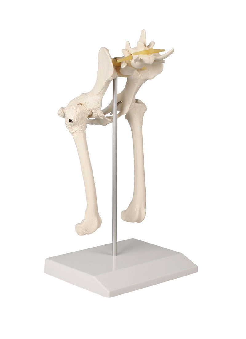 Canine Hip