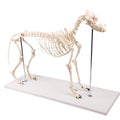 Dog Skeleton Life Size