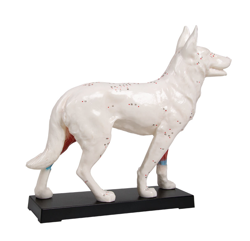 Acupuncture Dog