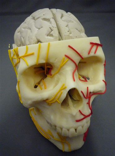 Brain In Skull