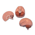 Brain, Bisectable, 2 Part