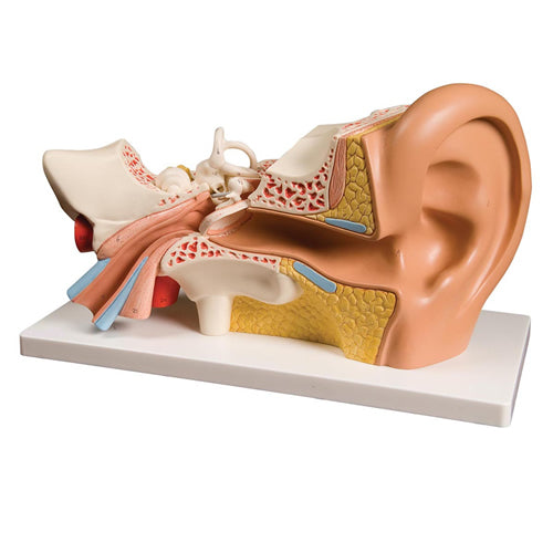 Ear Model, 4 Part