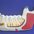 Lower Jaw