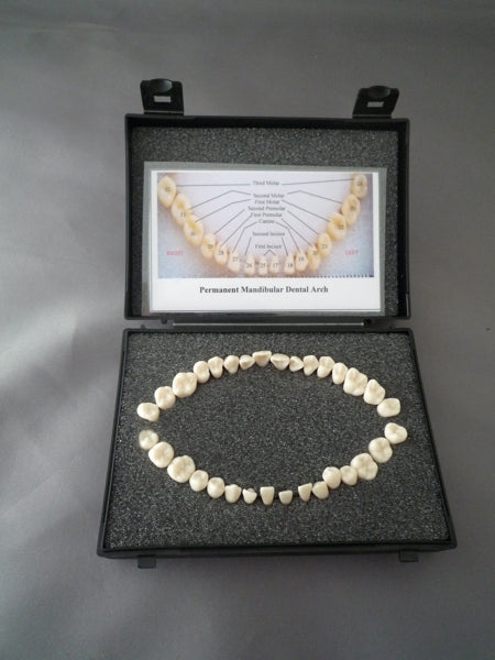 Adult Teeth Set of 32 Life-Size