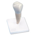 Lower Premolar Tooth