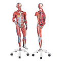 Muscular Model, Without Organs