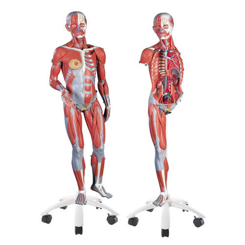 Muscular Model, Without Organs