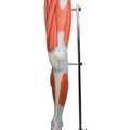 Muscle Leg 13 Parts