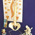 Manual Handling Kit - Intermediate