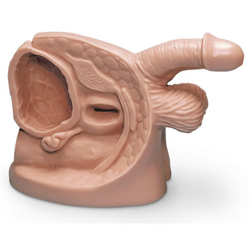 Male Catheterisation Model